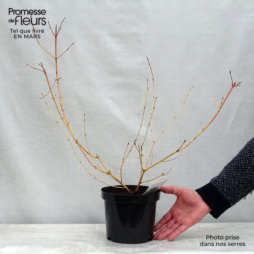 Exemplar von Roter Hartriegel Mid Winter Fire - Cornus sanguinea Topf mit 2L/3L wie im Frühjahr geliefert