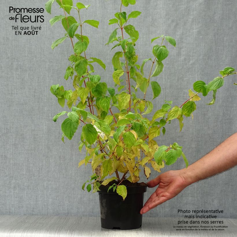 Exemplar von Roter Hartriegel Mid Winter Fire - Cornus sanguinea Topf mit 2L/3L wie im Sommer geliefert