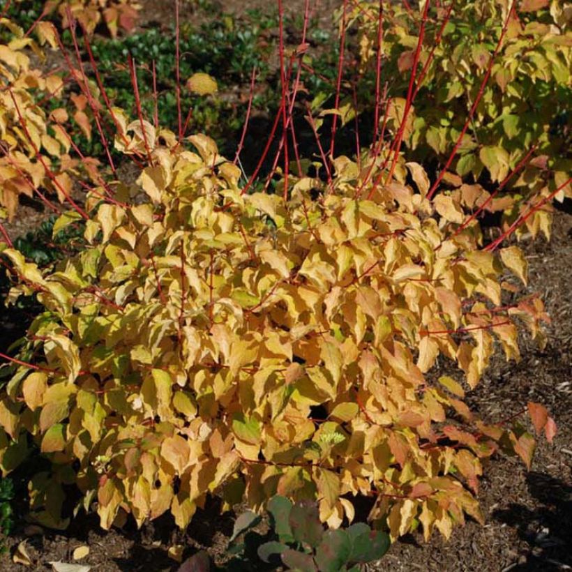 Roter Hartriegel Winter Beauty - Cornus sanguinea (Blüte)