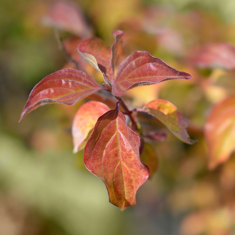 Roter Hartriegel Winter Beauty - Cornus sanguinea (Laub)