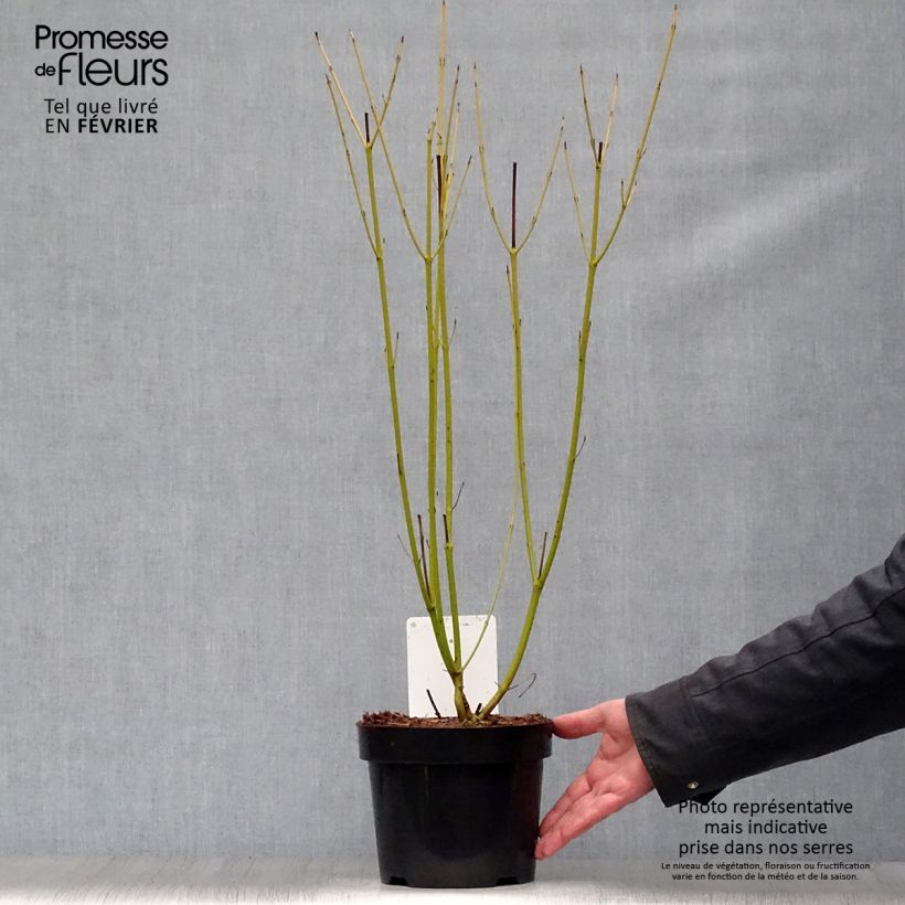 Exemplar von Seidige Hartriegel Budd's Yellow - Cornus sericea Topf mit 3L/4L wie im Winter geliefert