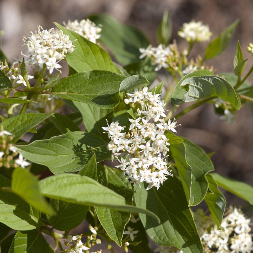 Seidige Hartriegel Firedance - Cornus sericea  (Blüte)