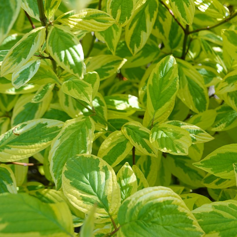 Seidige Hartriegel Hedgerow's Gold - Cornus sericea  (Laub)