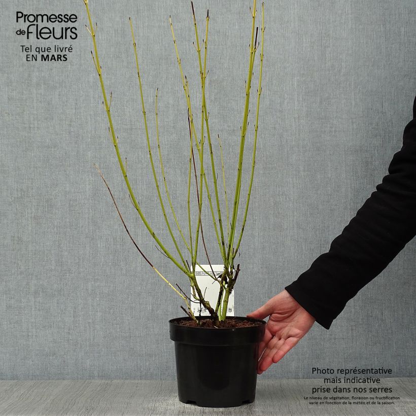 Exemplar von Seidige Hartriegel White Gold - Cornus sericea Topf mit 3L/4L wie im Winter geliefert
