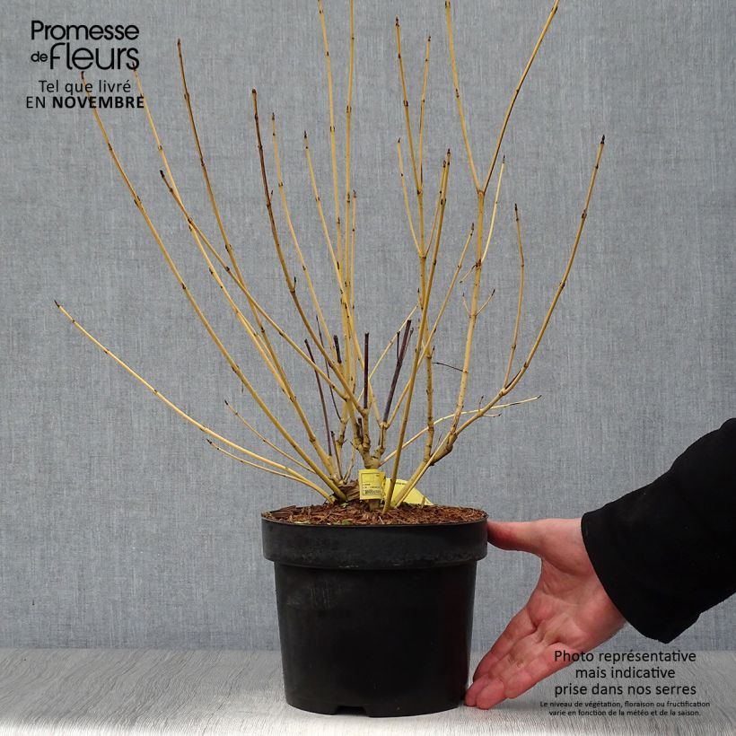 Example of Seidige Hartriegel Flaviramea - Cornus sericea Topf mit 3L/4L as you get in automne