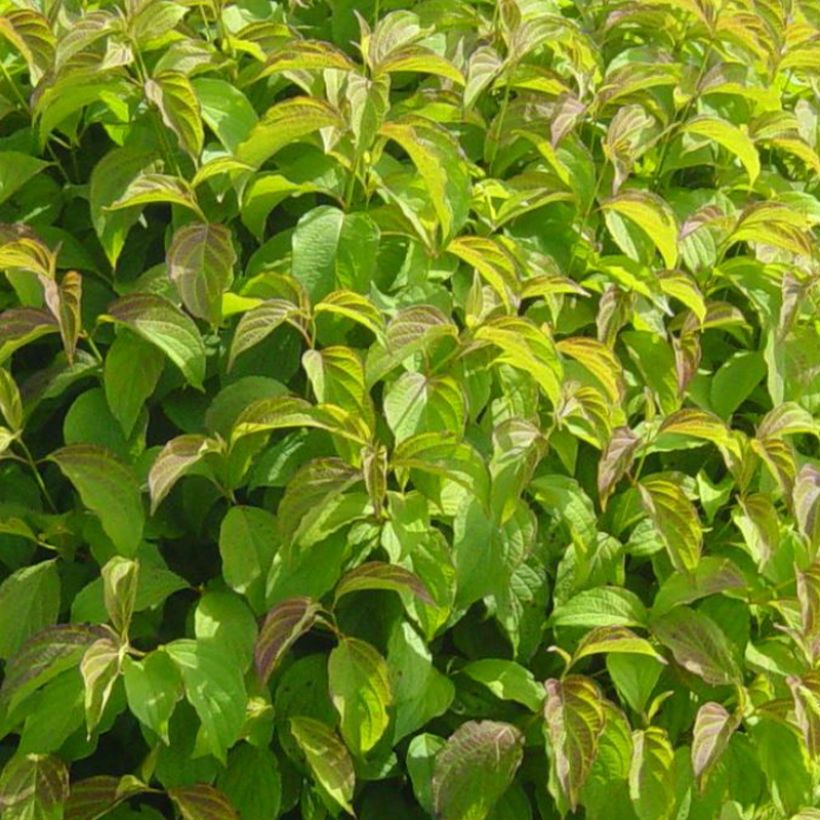 Seidige Hartriegel Kelsey's Dwarf - Cornus sericea (Laub)