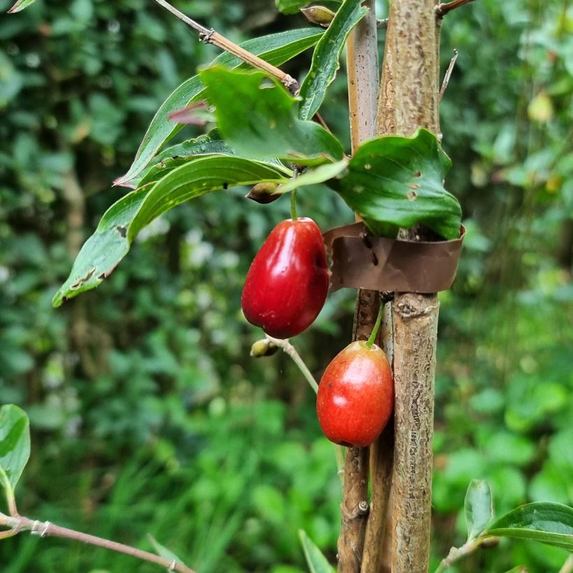 Kornelkirsche Kasanlak - Cornus mas (Ernte)