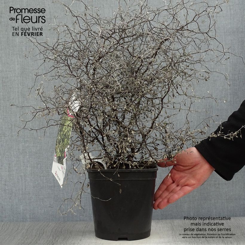 Exemplar von Corokia cotoneaster Little prince - Zickzackstrauch Topf mit 4L/5L wie im Winter geliefert