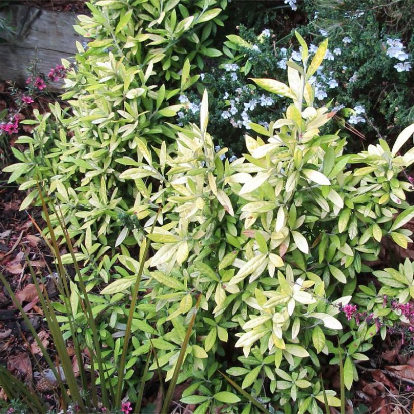 Corokia virgata Banana Royal - Zickzackstrauch (Hafen)