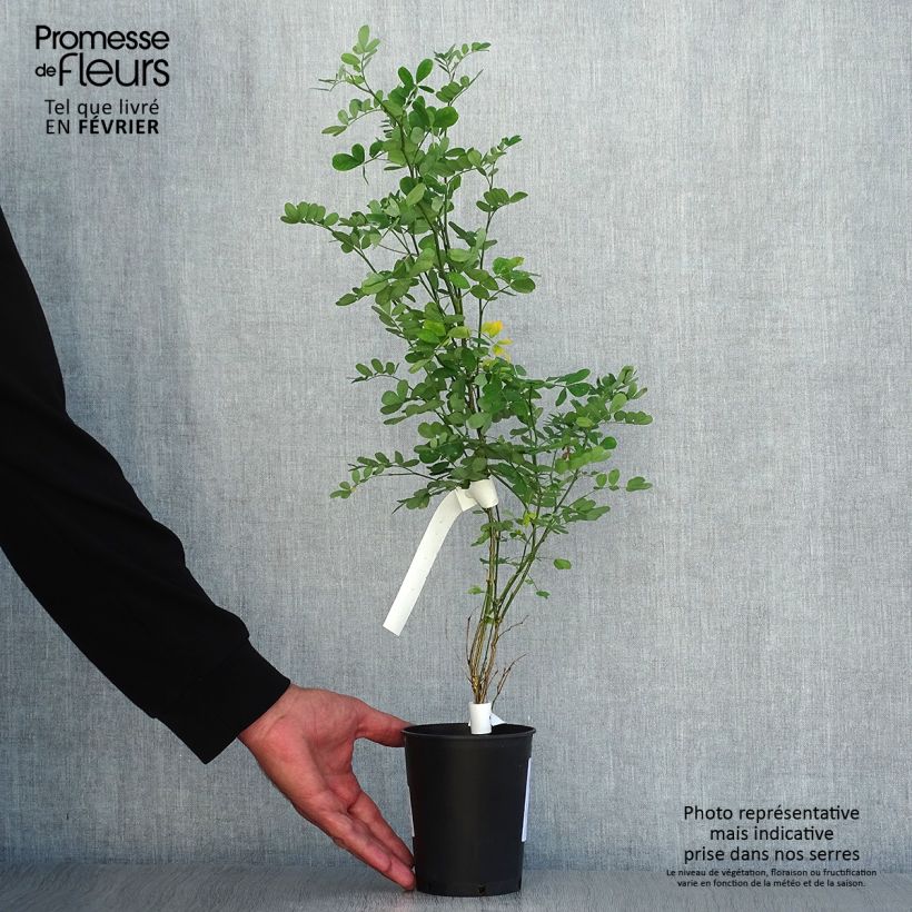 Example of Hippocrepis emerus - Strauchkronwicke Topf mit 1L/1,5L as you get in automne