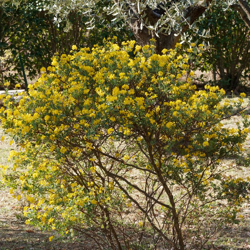 Hippocrepis emerus - Strauchkronwicke (Plant habit)