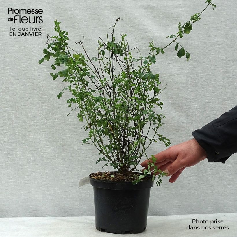 Exemplar von Coronilla valentina subsp. glauca - Blaugrüne Kronwicke Topf mit 2L/3L wie im Winter geliefert