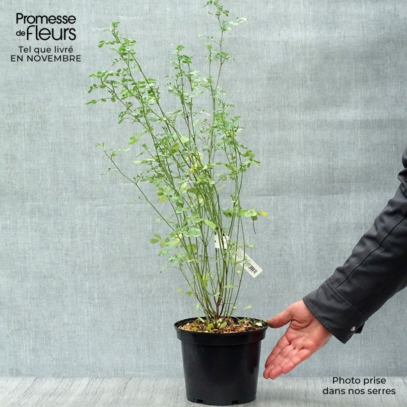 Example of Coronilla valentina subsp. glauca - Blaugrüne Kronwicke Topf mit 2L/3L as you get in automne
