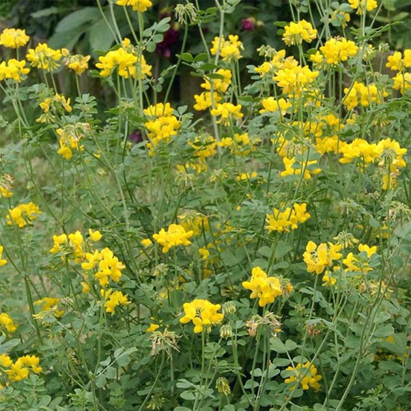 Coronilla valentina subsp. glauca Sélection - Blaugrüne Kronwicke (Flowering)
