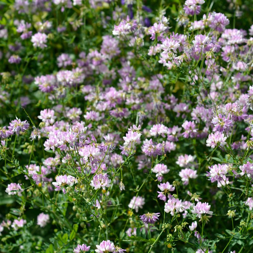 Coronilla varia - Bunte Kronwicke (Plant habit)