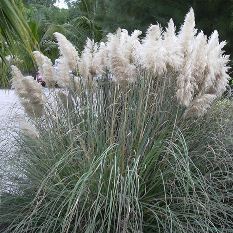 Cortaderia selloana - Pampasgras (Plant habit)