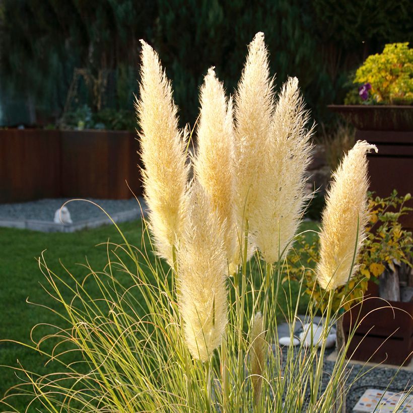 Cortaderia selloana Mini Pampas - Pampasgras (Blüte)