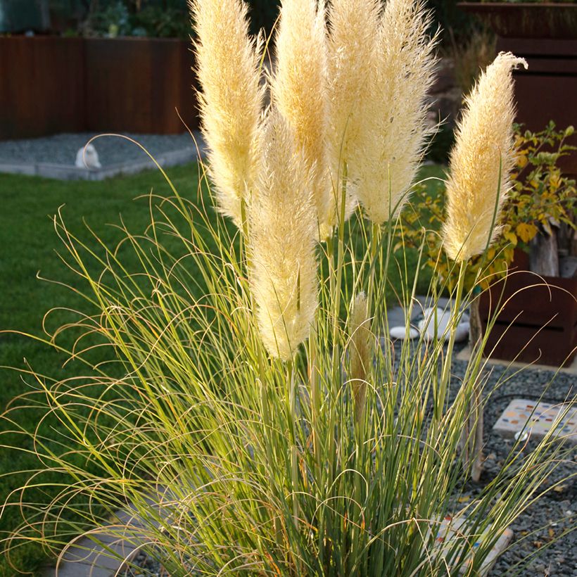 Cortaderia selloana Mini Pampas - Pampasgras (Hafen)