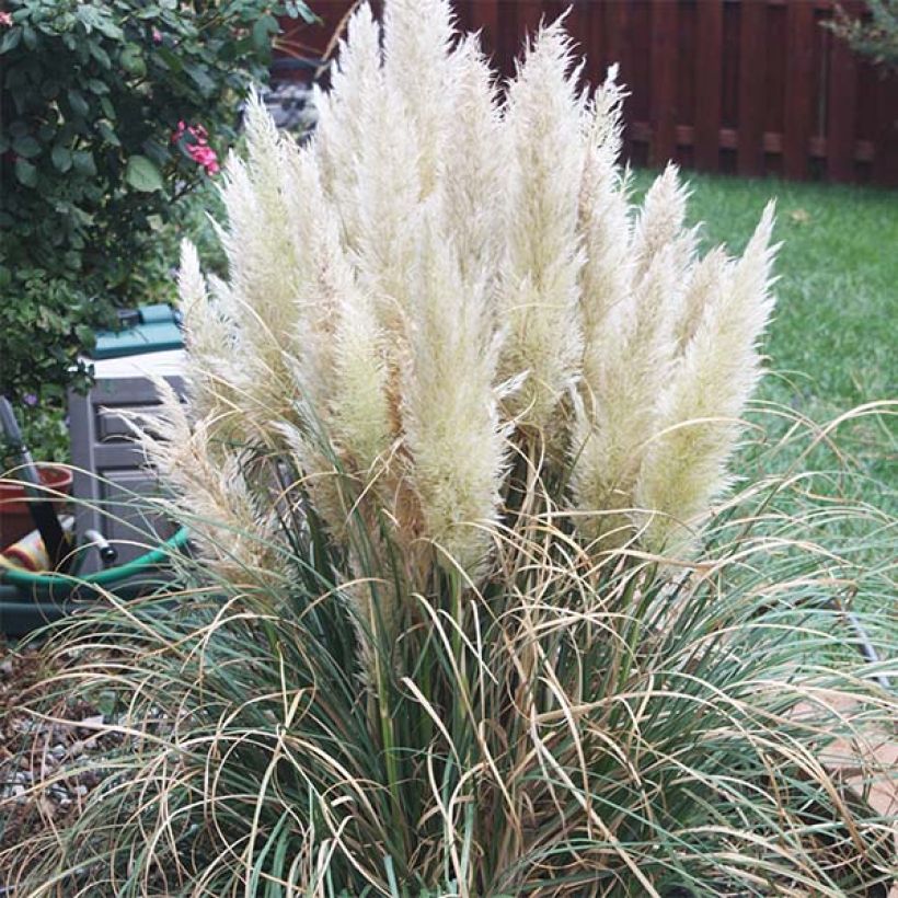 Cortaderia selloana Pumila - Pampasgras (Blüte)