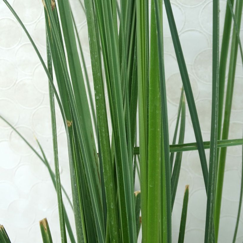 Cortaderia selloana Pumila - Pampasgras (Laub)