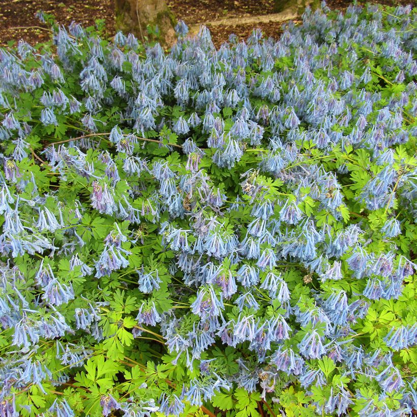 Corydalis elata - Hoher Lerchensporn (Plant habit)