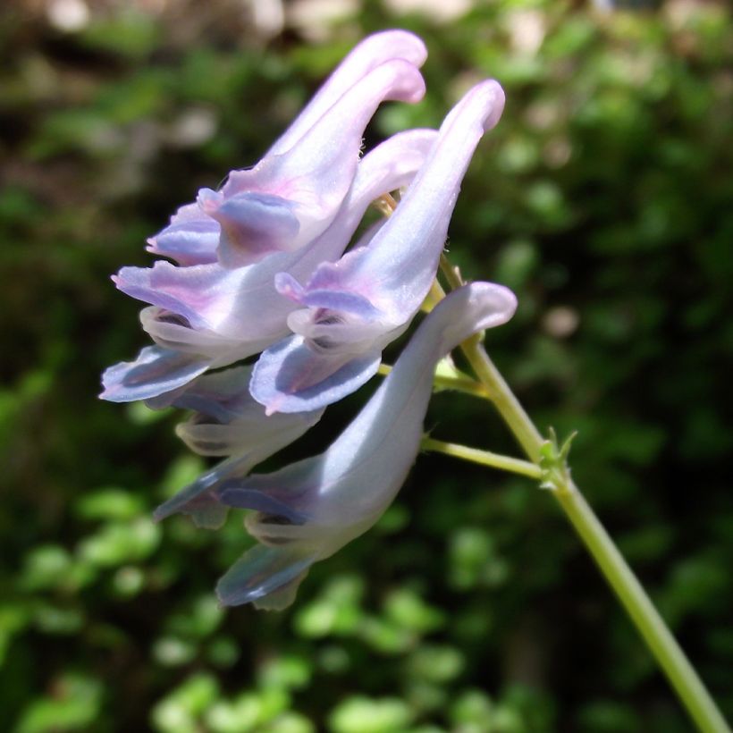 Corydalis linstowiana - Himalaya-Lerchensporn (Flowering)