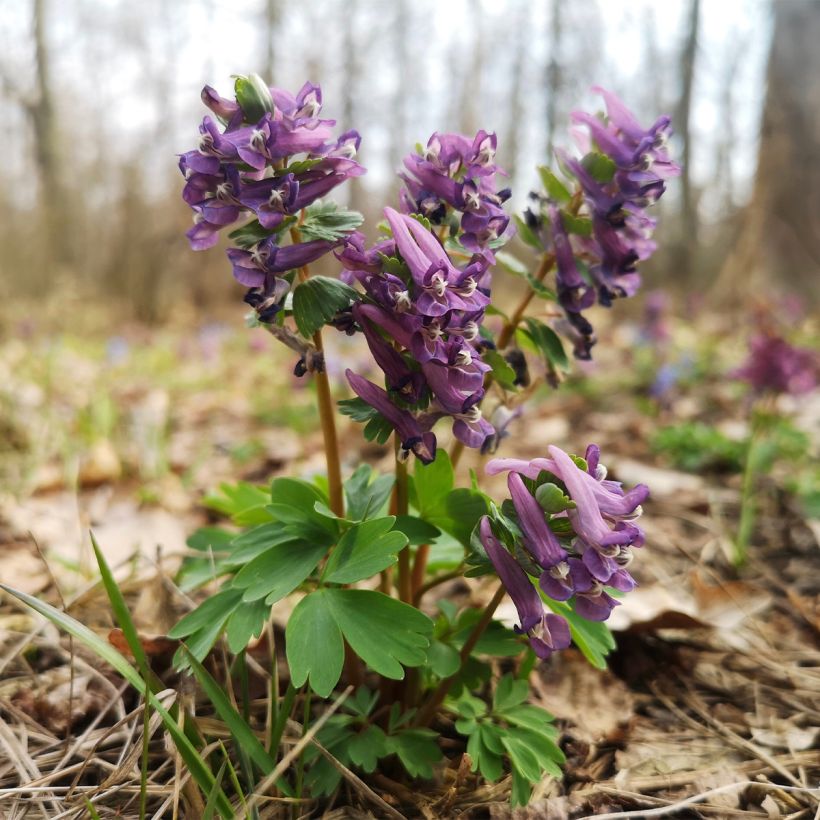 Corydalis sp. from Sichuan - Lerchensporn (Plant habit)