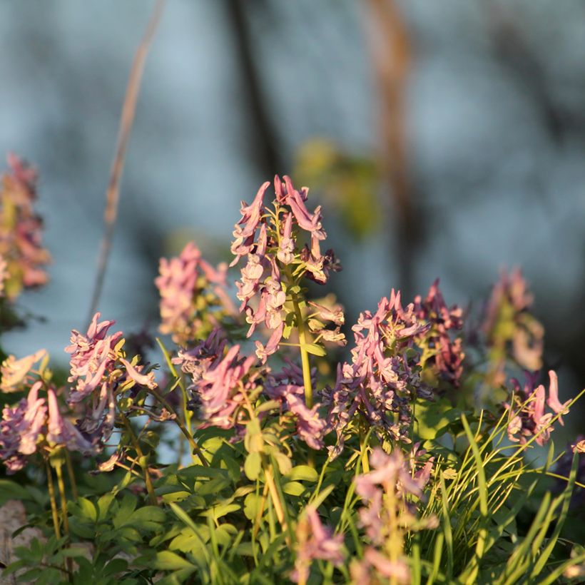 Corydalis solida Beth Evans - Gefingerter Lerchensporn (Hafen)
