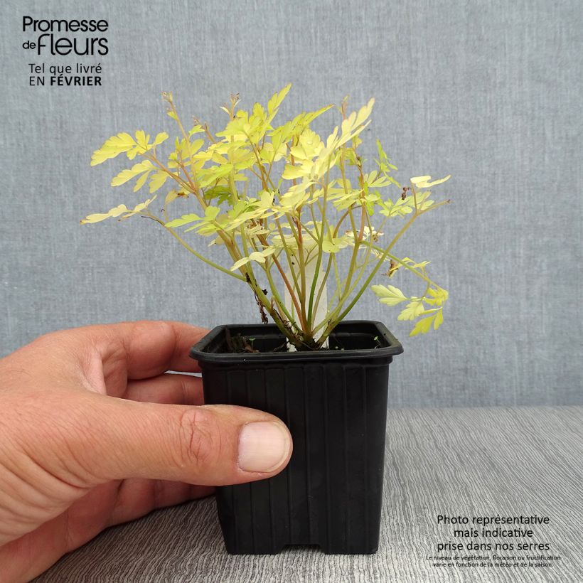 Example of Corydalis Berry Exciting - Lerchensporn Kleine Töpfe von 8/9 cm as you get in automne