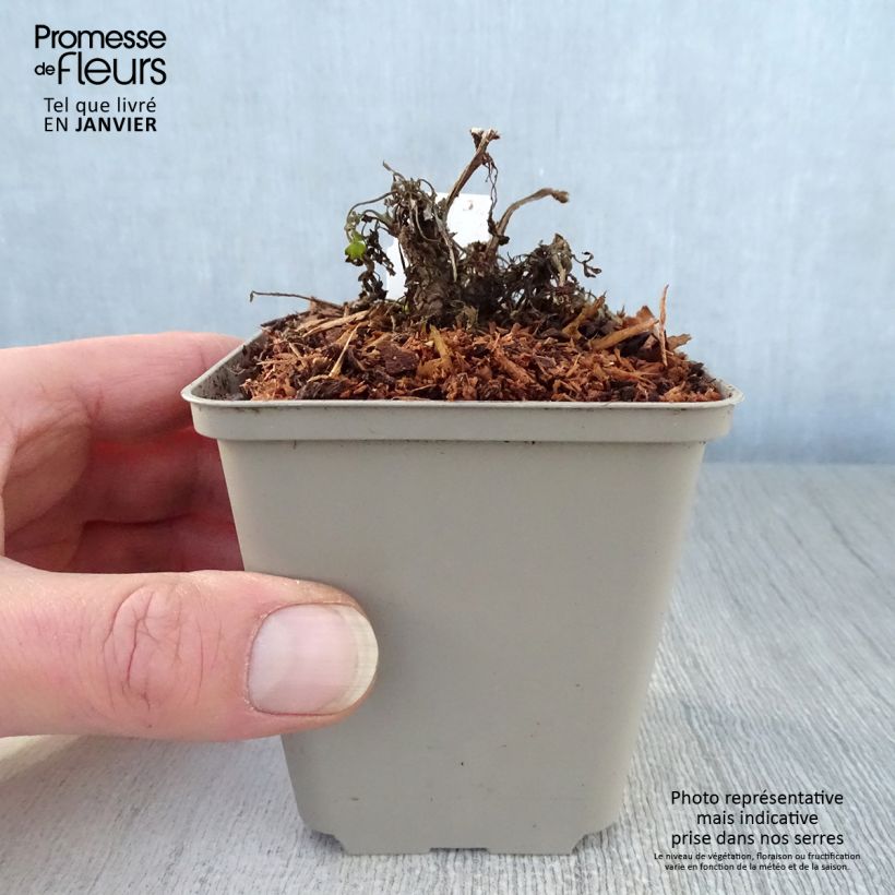 Exemplar von Corydalis Canary Feathers - Lerchensporn Kleine Töpfe von 8/9 cm wie im Winter geliefert