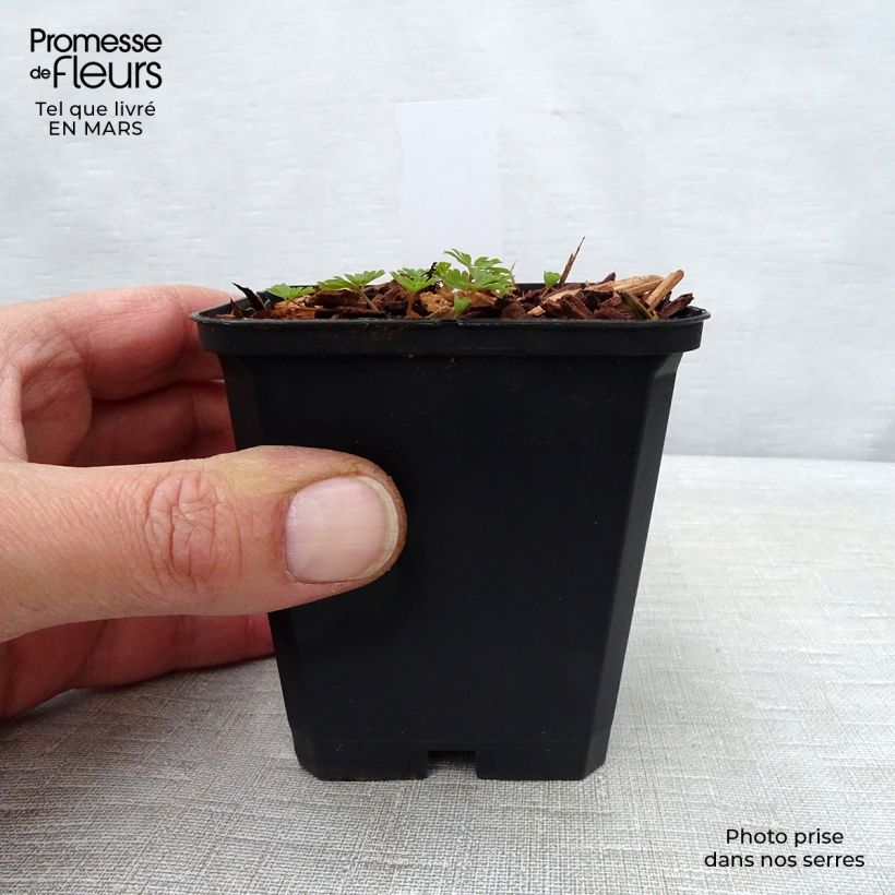 Exemplar von Corydalis flexuosa elata Craigton Blue - Gebogener Lerchensporn Kleine Töpfe von 8/9 cm wie im Frühjahr geliefert