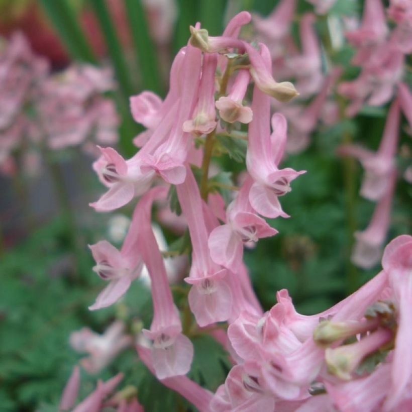 Corydalis solida Beth Evans - Gefingerter Lerchensporn (Blüte)