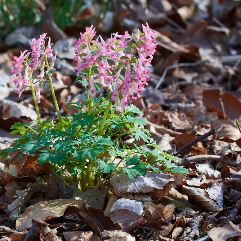 Corydalis solida ssp. solida - Gefingerter Lerchensporn (Hafen)