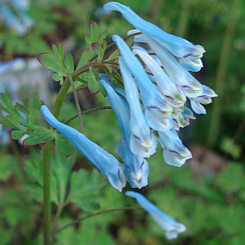 Corydalis flexuosa Blue Panda - Gebogener Lerchensporn (Flowering)