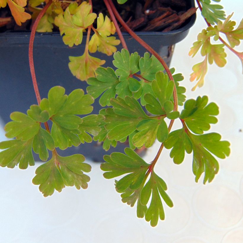 Corydalis flexuosa Blue Panda - Gebogener Lerchensporn (Foliage)