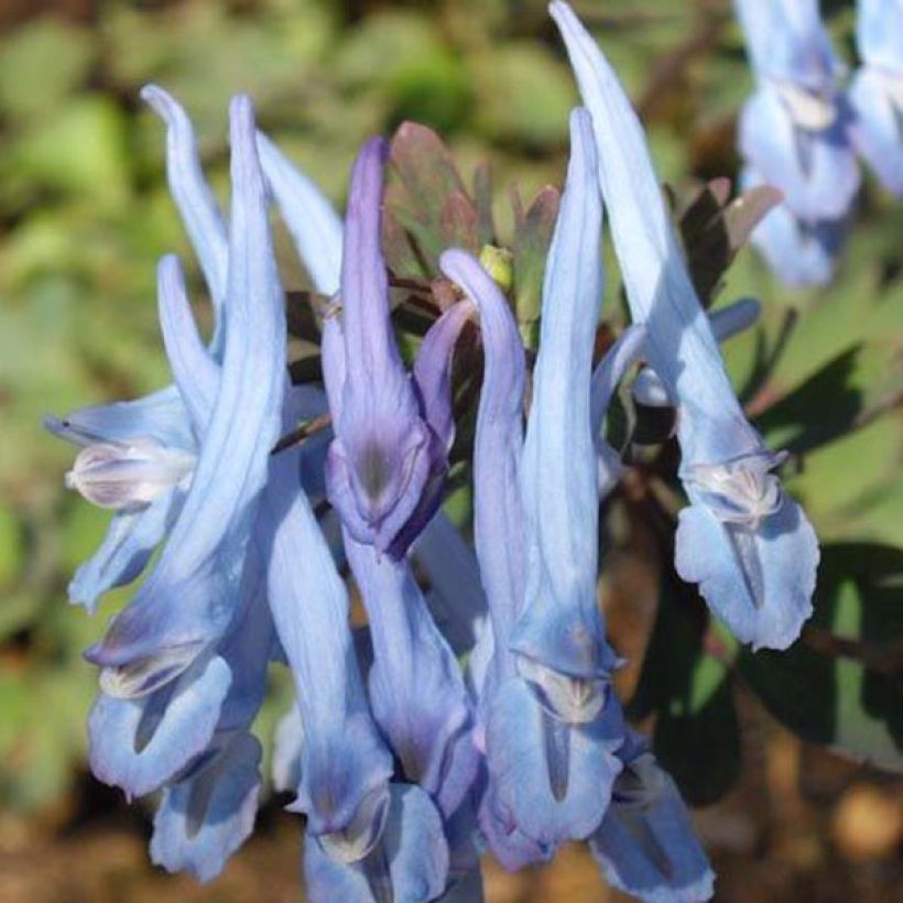 Corydalis flexuosa China Blue - Gebogener Lerchensporn (Flowering)