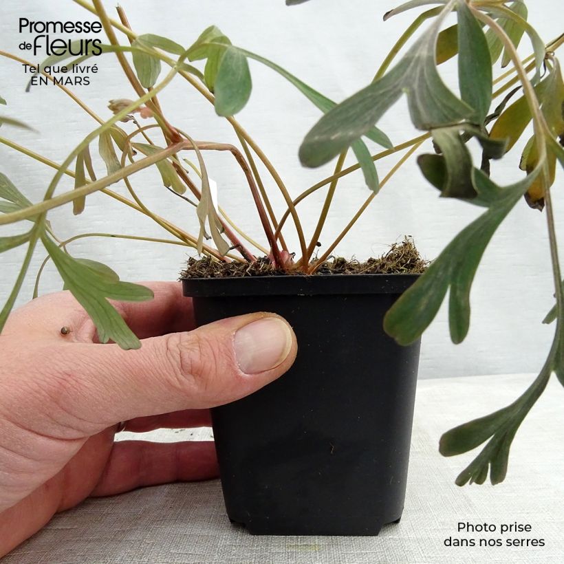 Exemplar von Corydalis flexuosa Porcelain Blue - Gebogener Lerchensporn Kleine Töpfe von 8/9 cm wie im Frühjahr geliefert