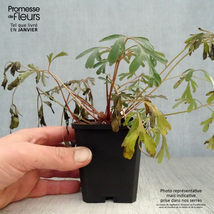 Exemplar von Corydalis flexuosa Porcelain Blue - Gebogener Lerchensporn Kleine Töpfe von 8/9 cm wie im Winter geliefert