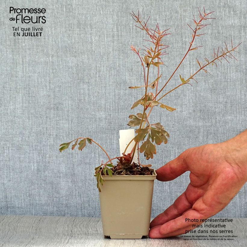 Exemplar von Corydalis flexuosa Porcelain Blue - Gebogener Lerchensporn Kleine Töpfe von 8/9 cm wie im Sommer geliefert