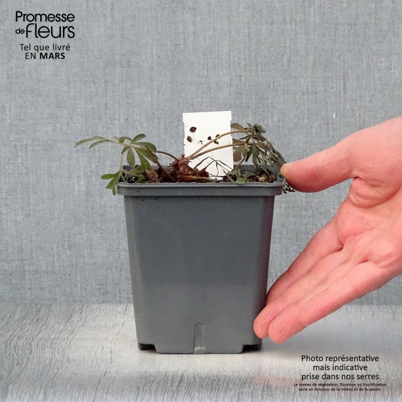 Exemplar von Corydalis flexuosa Porcelain Blue - Gebogener Lerchensporn Topf mit 1L/1,5L wie im Frühjahr geliefert