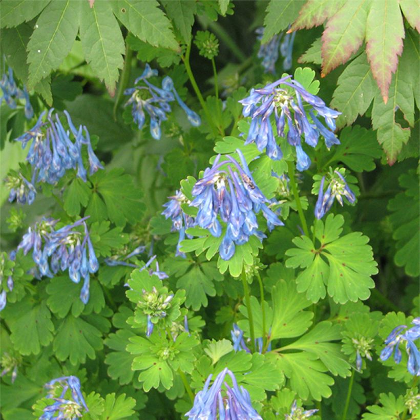 Corydalis flexuosa Purple Leaf - Gebogener Lerchensporn (Flowering)