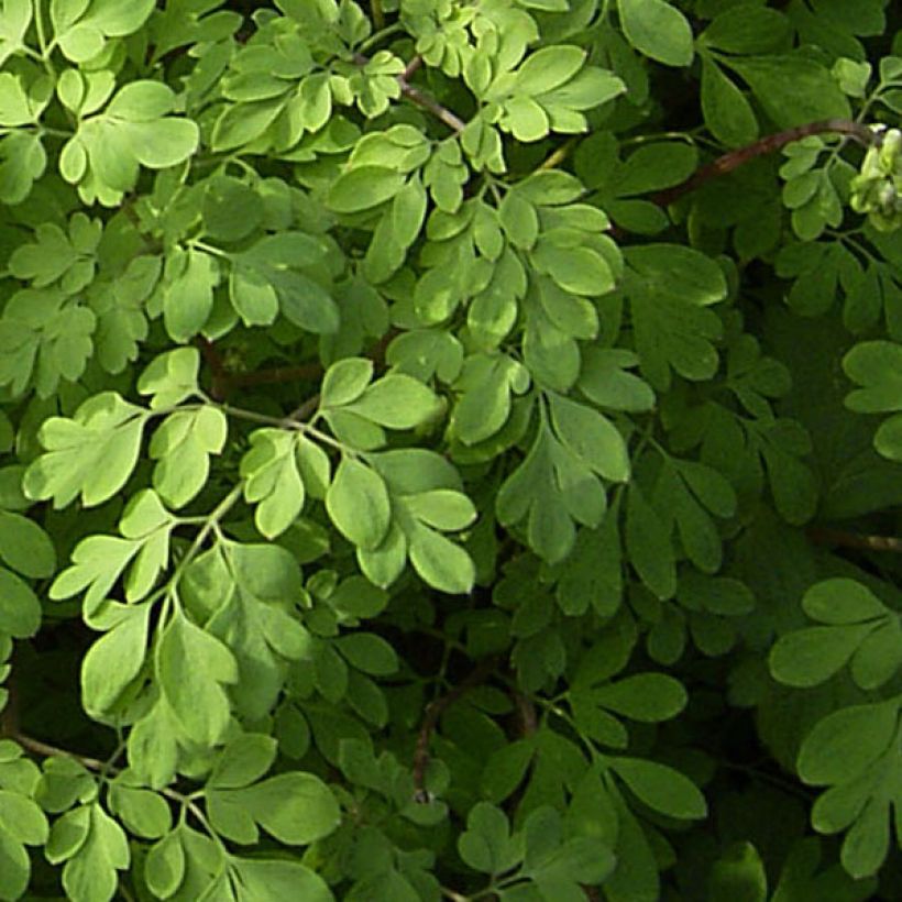 Corydalis lutea - Gelber Lerchensporn (Foliage)