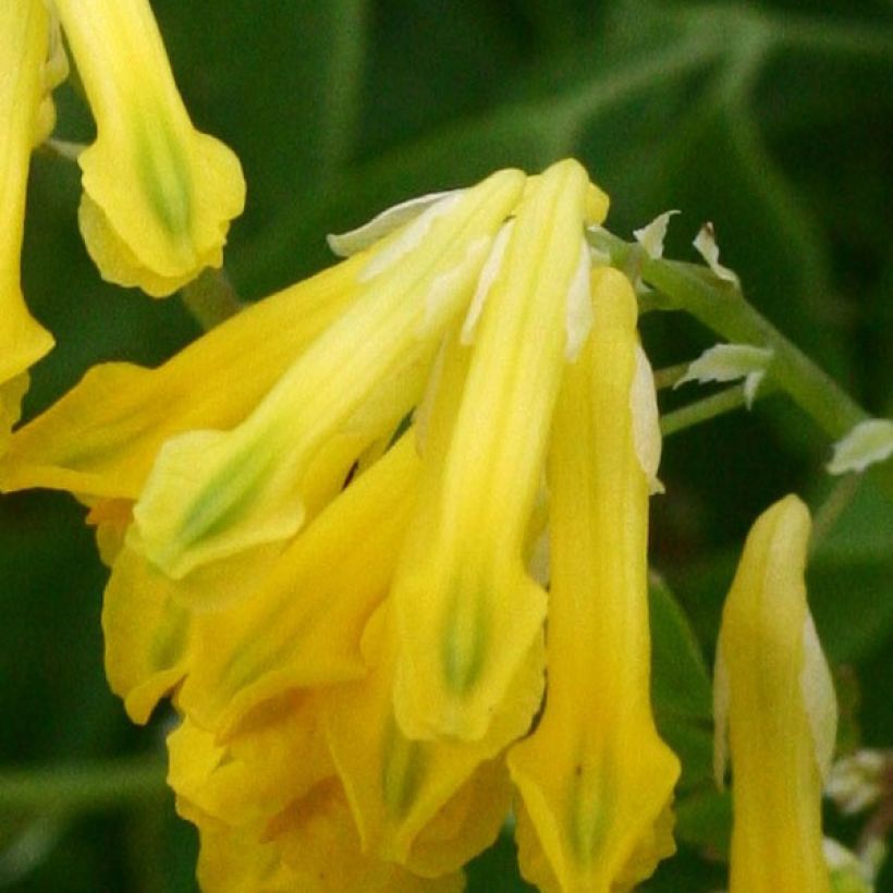 Corydalis lutea - Gelber Lerchensporn (Flowering)