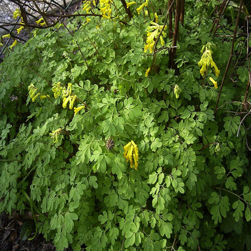 Corydalis lutea - Gelber Lerchensporn (Plant habit)