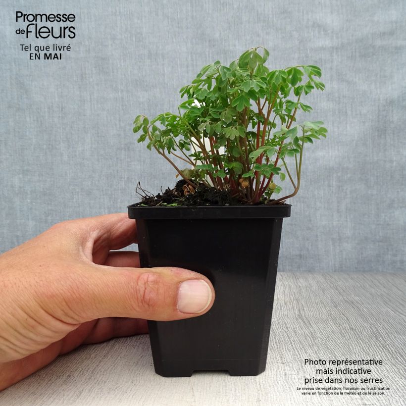 Exemplar von Corydalis lutea - Gelber Lerchensporn Kleine Töpfe von 8/9 cm wie im Frühjahr geliefert