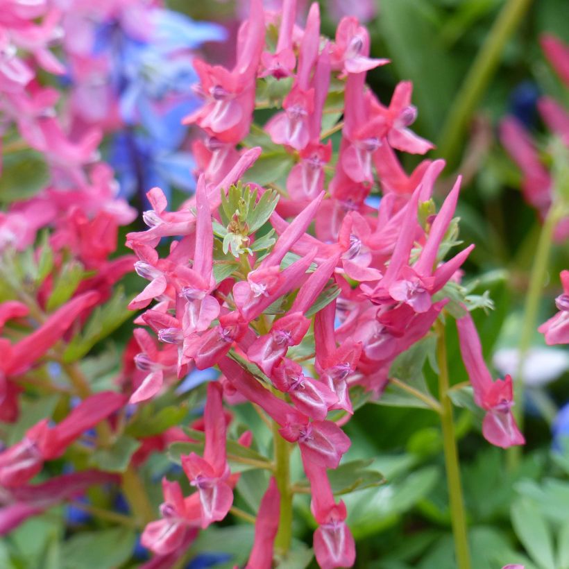 Corydalis solida GP Baker - Gefingerter Lerchensporn (Blüte)