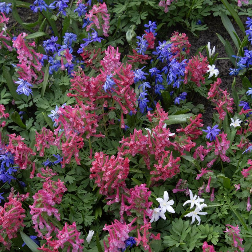 Corydalis solida GP Baker - Gefingerter Lerchensporn (Hafen)
