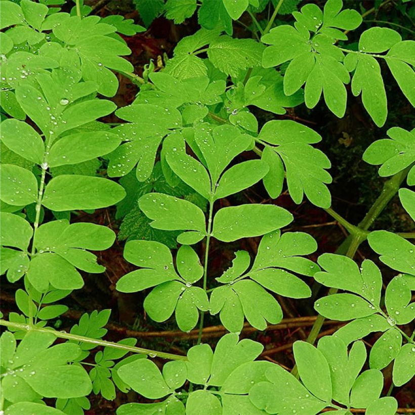 Corydalis flexuosa elata Craigton Blue - Gebogener Lerchensporn (Foliage)