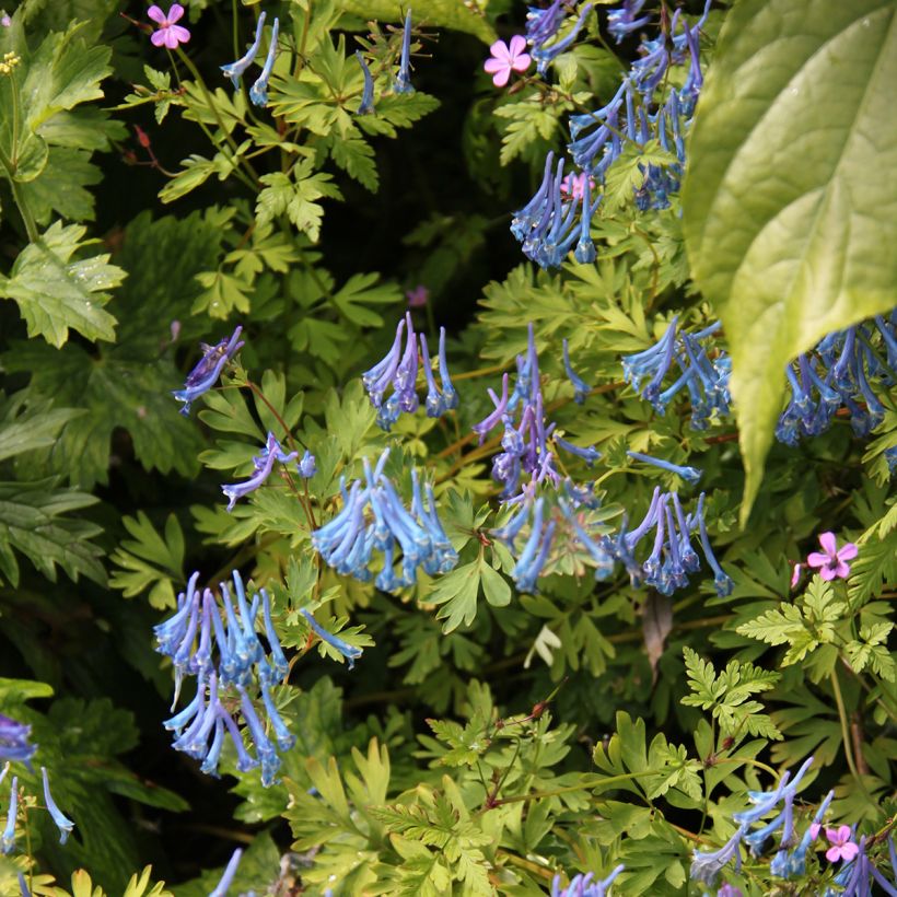 Corydalis elata Blue Summit - Hoher Lerchensporn (Wuchs)