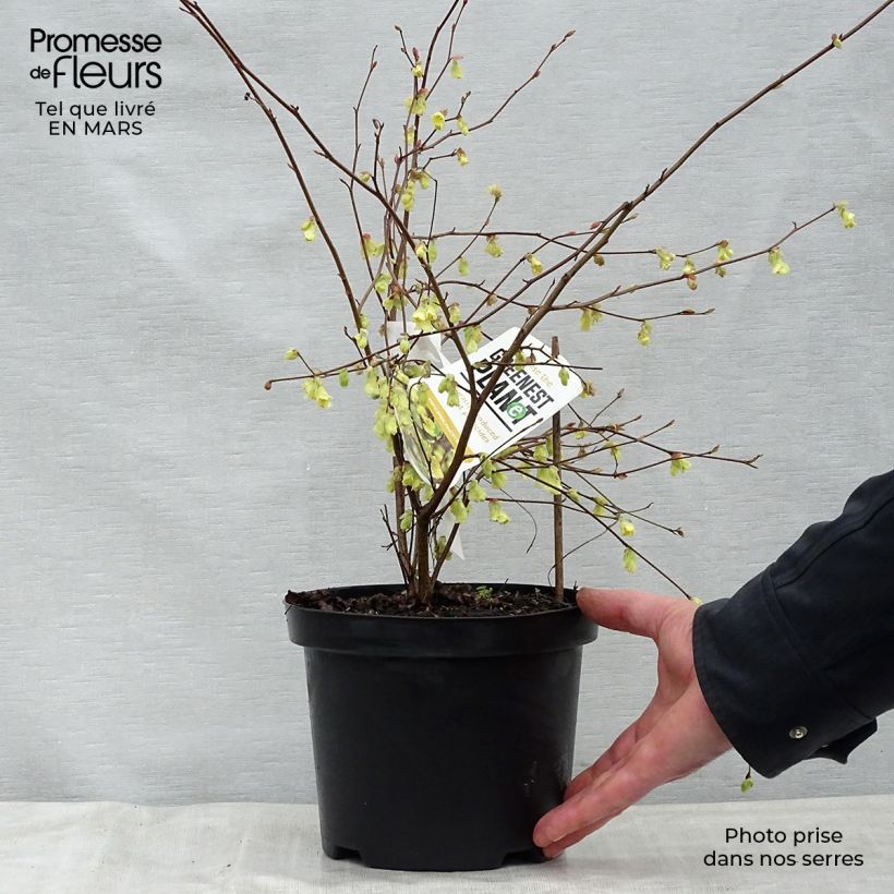 Exemplar von Corylopsis pauciflora - Scheinhasel Topf mit 2L/3L wie im Frühjahr geliefert